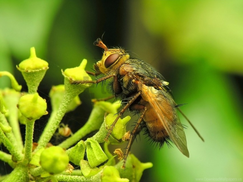 fly, insect, green leaves, nature, close-up, plant, flower buds