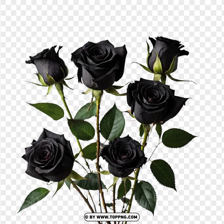 bouquet flowers, bouquet gift,black Rose bouquet,decoration, leaf, nature, plant