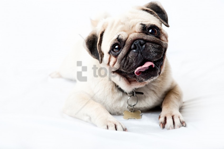 dog, pug, pet, animal, cute dog, domestic dog, playful pet