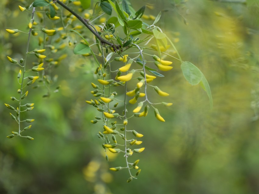 Acacia Yellow Buds Branch Bloom Background