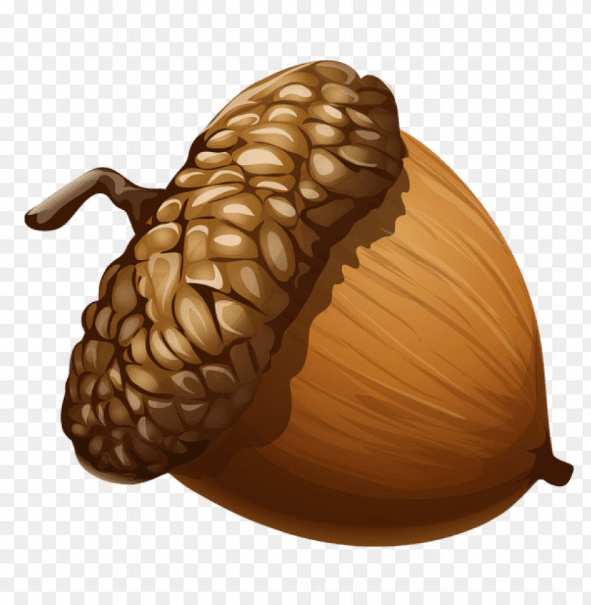 
acorn
, 
oak
, 
crop
, 
mast
