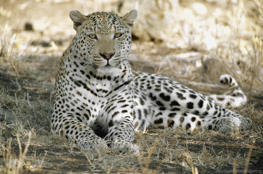 leopard, wild cat, nature, animal, wildlife, spotted fur, savanna