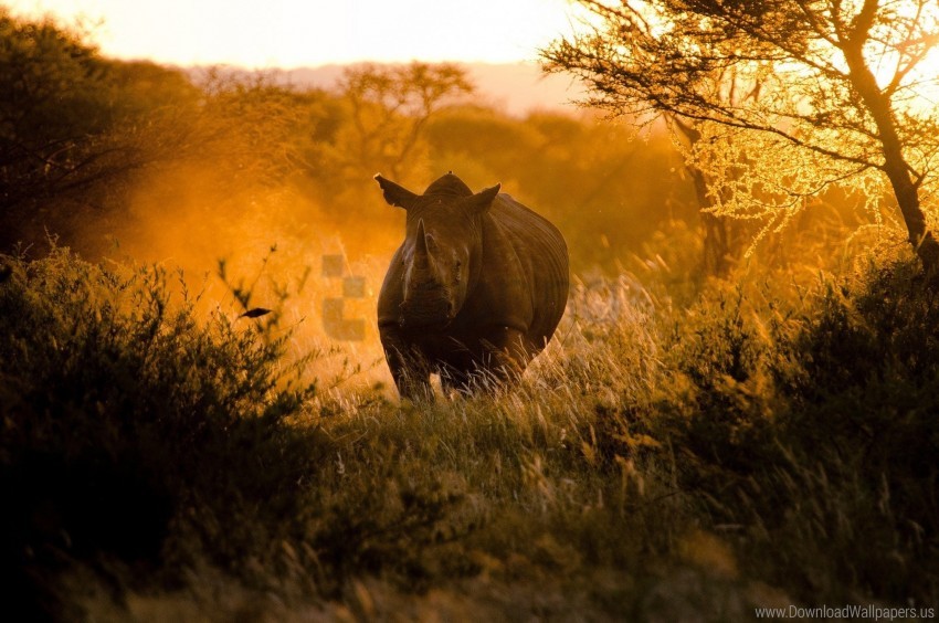 Africa Light Morning Rhino Wallpaper PNG Transparent Background