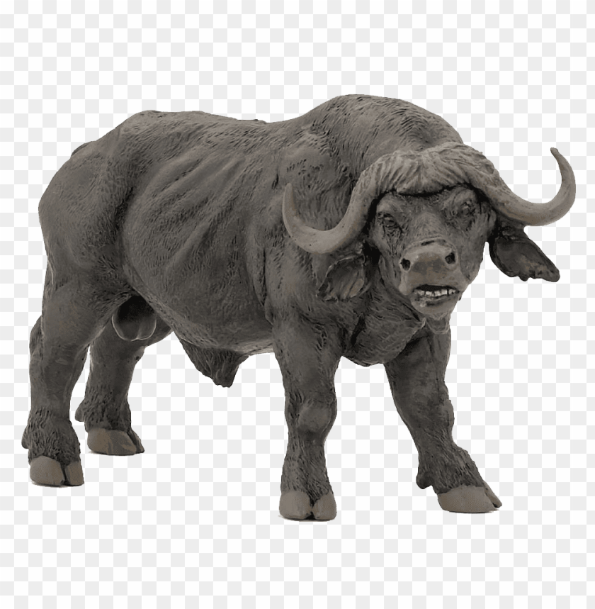 buffalo,animals