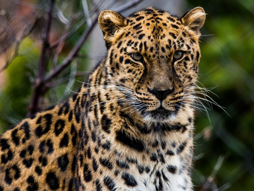 african leopard, leopard, predator, muzzle, big cat