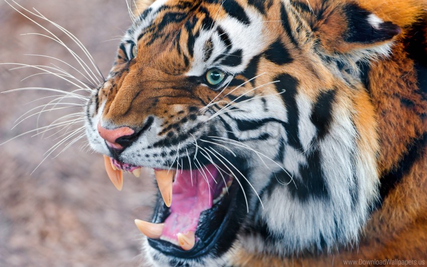 Aggression Anger Face Teeth Tiger Wallpaper PNG Transparent Background