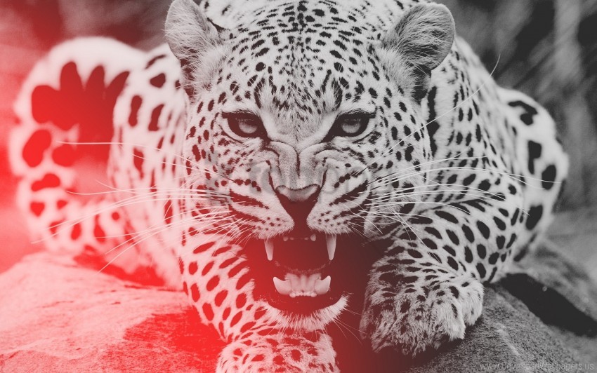 Aggression Face Leopard Teeth Wallpaper PNG Transparent Background