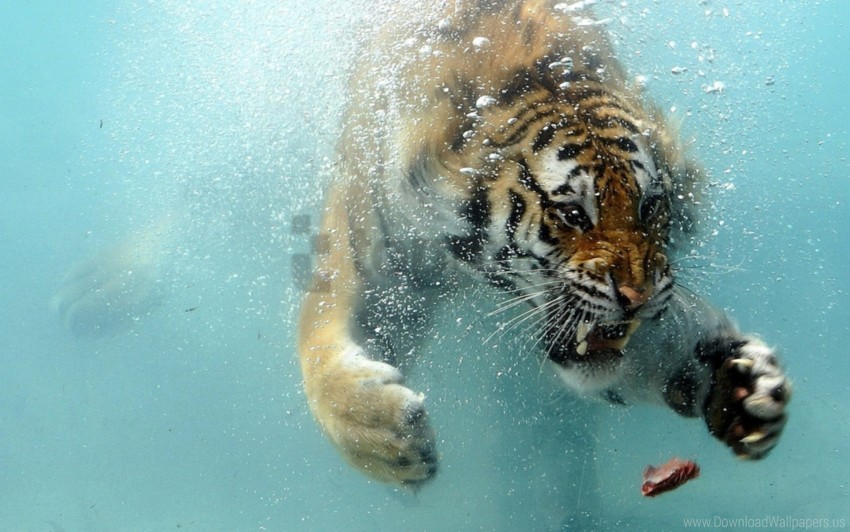 Aggression Hunting Predator Teeth Tiger Underwater Wallpaper PNG Transparent Background