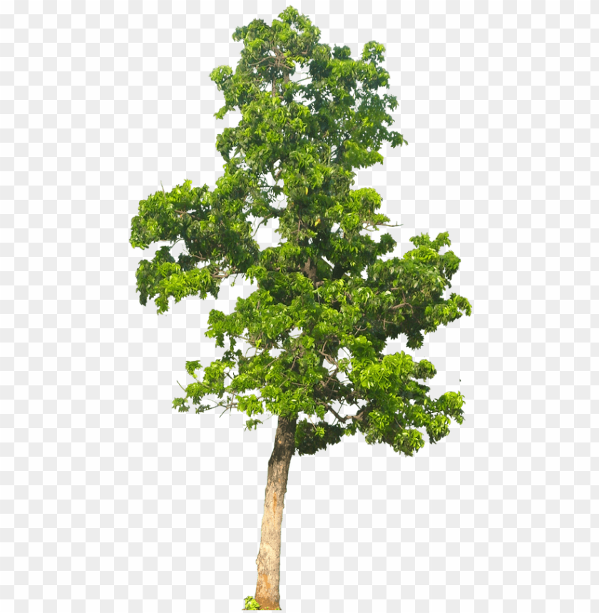 alberi 3d