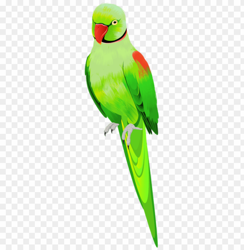 birds png ,bird