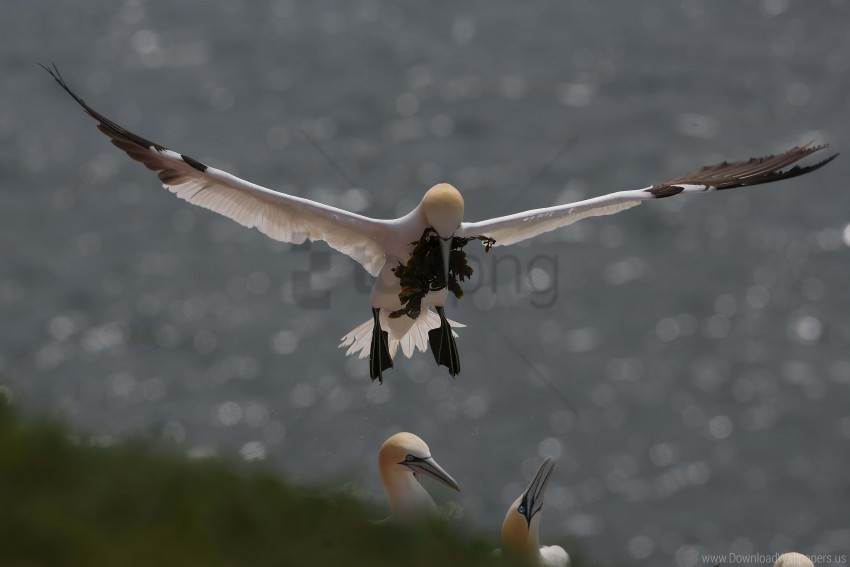 Algae Gull Nest Wallpaper PNG Transparent Background