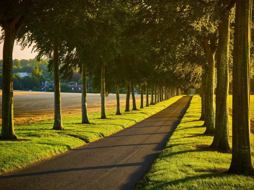 alley, path, trees, lawn