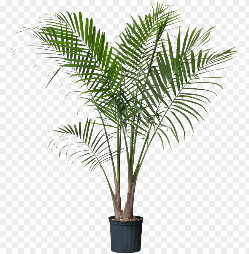 palm tree, flower, nature, decoration, tree, isolated, leaf