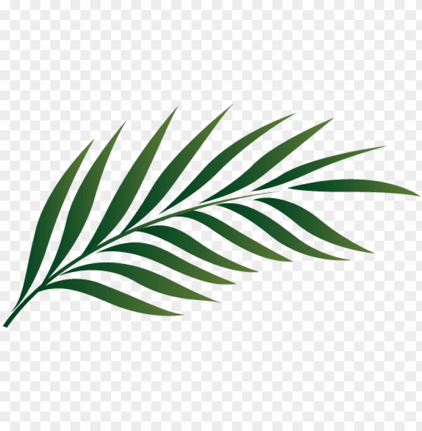 palm tree, vintage, illustration, leaf pattern, food, trees, graphic