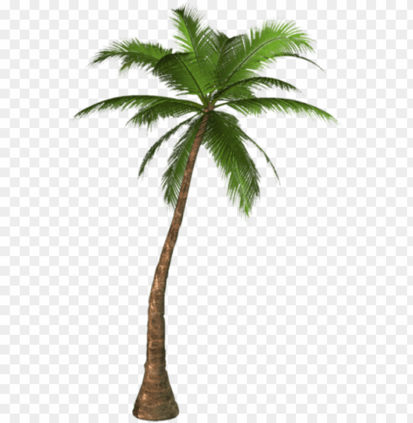 palm tree, sun clip art, trees, lion clip art, nature, flower, tree