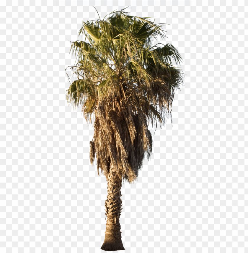 palm tree, dessert, mexico, landscape, trees, sand, culture