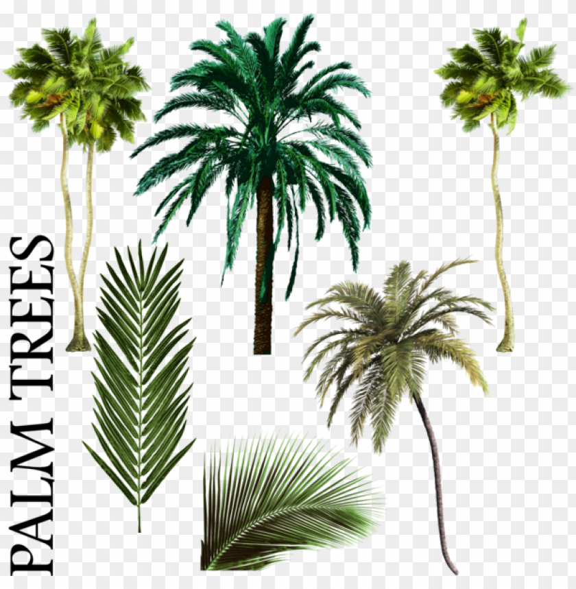 palm tree, photo, symbol, adobe, banner, graphic design, sale