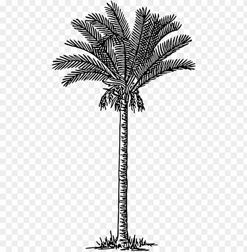 palm tree, draw, floral, sketch, wedding, pencil, garden