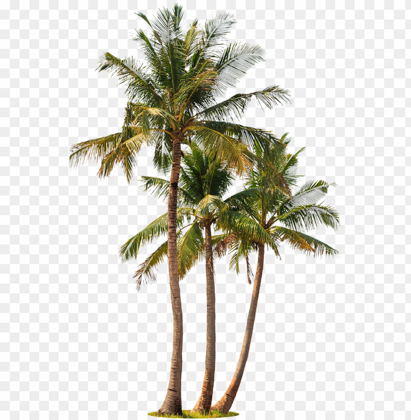 palm tree, banner, isolated, pattern, forest, texture, pharmacy