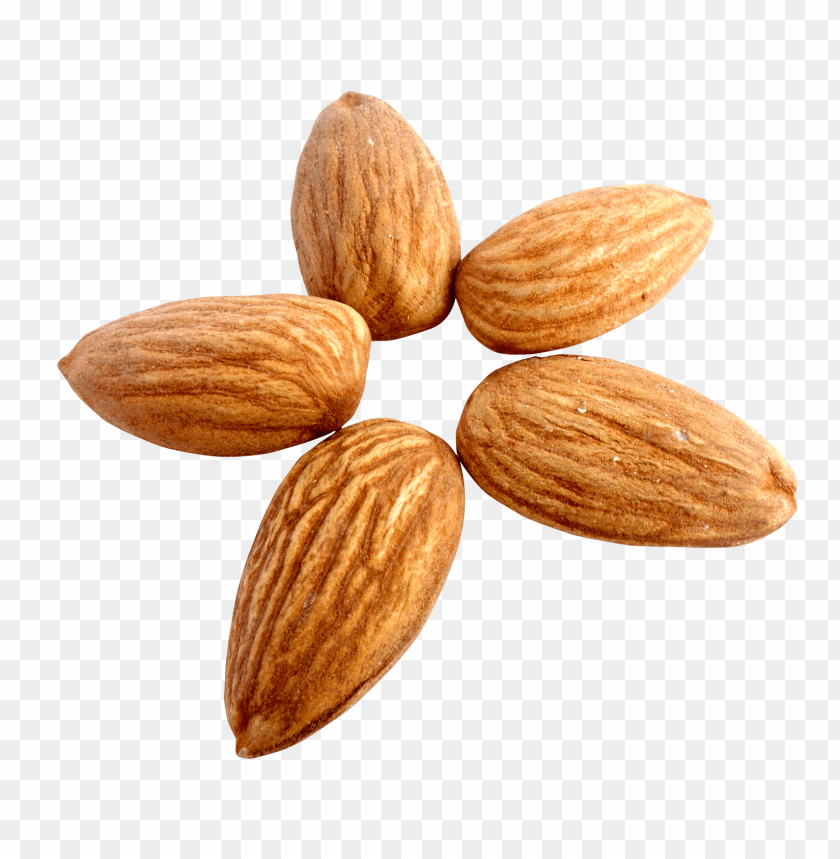 Group of five unshelled almonds on a transparent background.