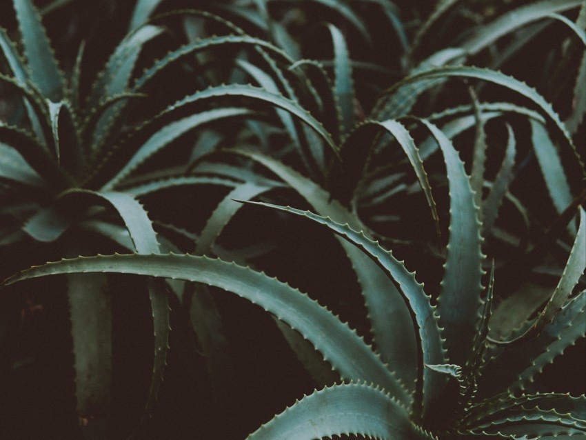 aloe, flower, plant, leaves, green