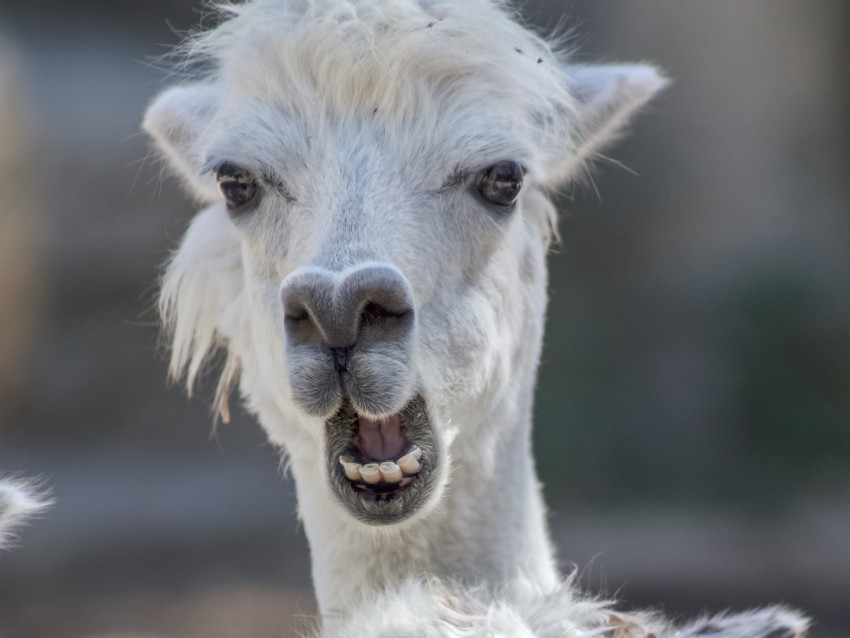 alpaca, funny, cool, animal, wildlife