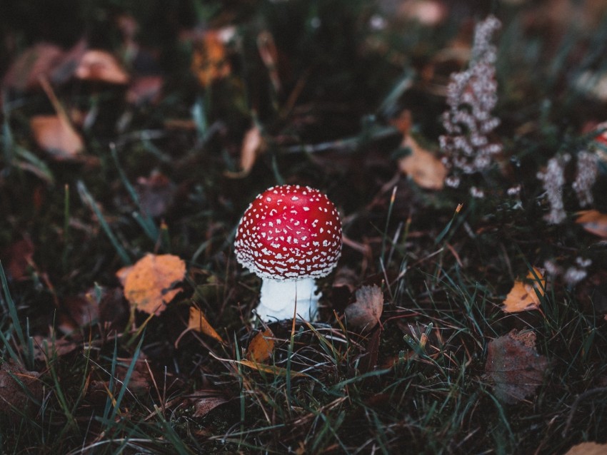 fly agaric, red mushroom, forest floor, toxic fungus, autumn leaves