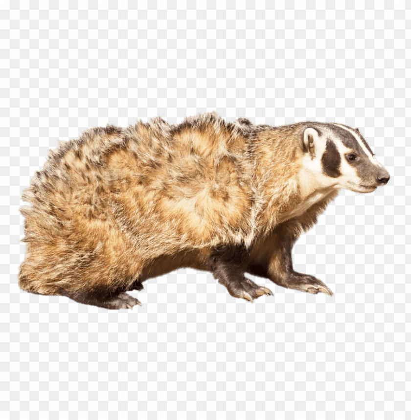 animals, badgers, american badger, 