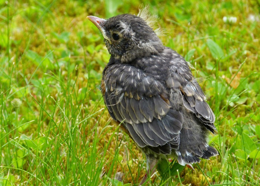 American Robin Bird Grass Wallpaper PNG Transparent Background