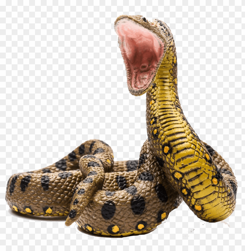 anaconda,animals