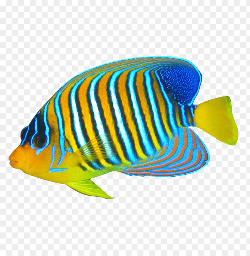 
fish
, 
animal
, 
angelfish
