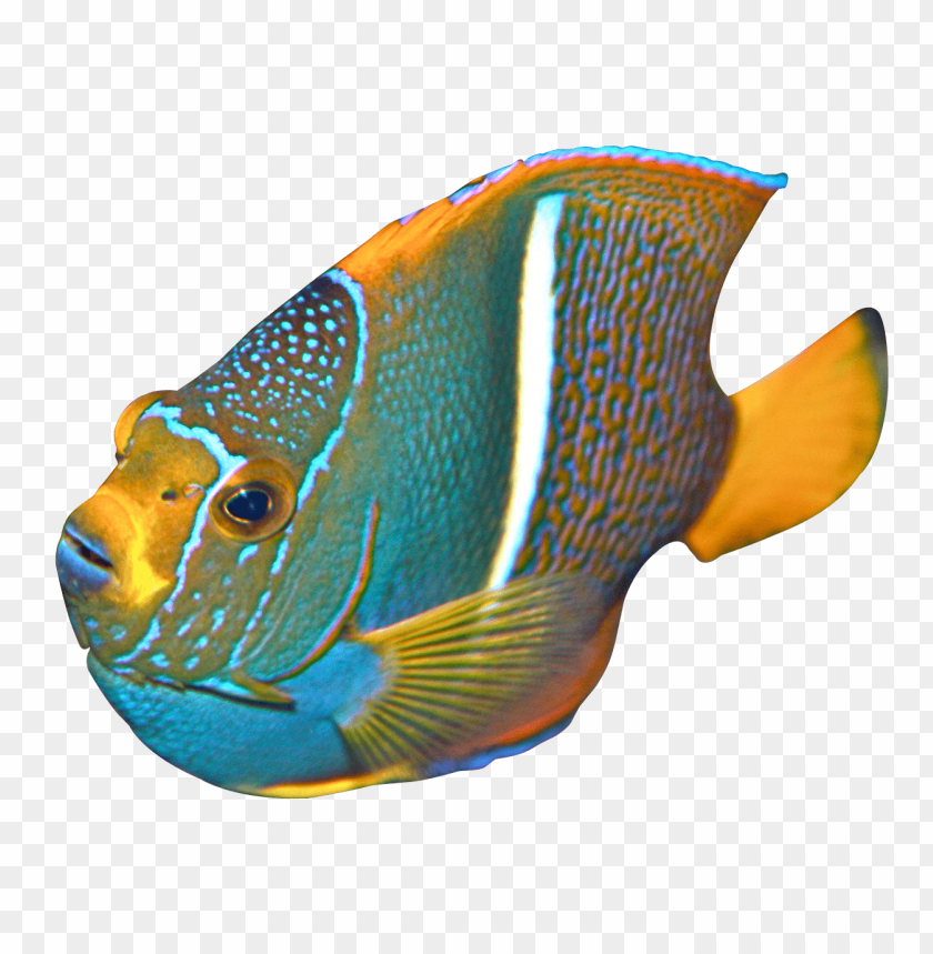 
fish
, 
animal
, 
angelfish
