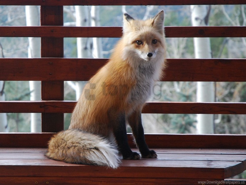 Animal Benches Fox Sitting Wallpaper PNG Transparent Background