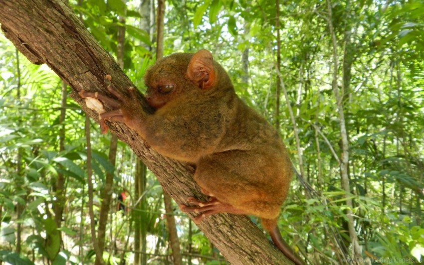 Animal Big Eyes Cuddle Tarsier Tree Wallpaper PNG Transparent Background