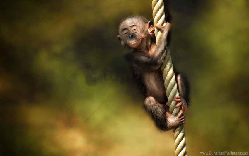 Animal Monkey Rope Wallpaper PNG Transparent Background