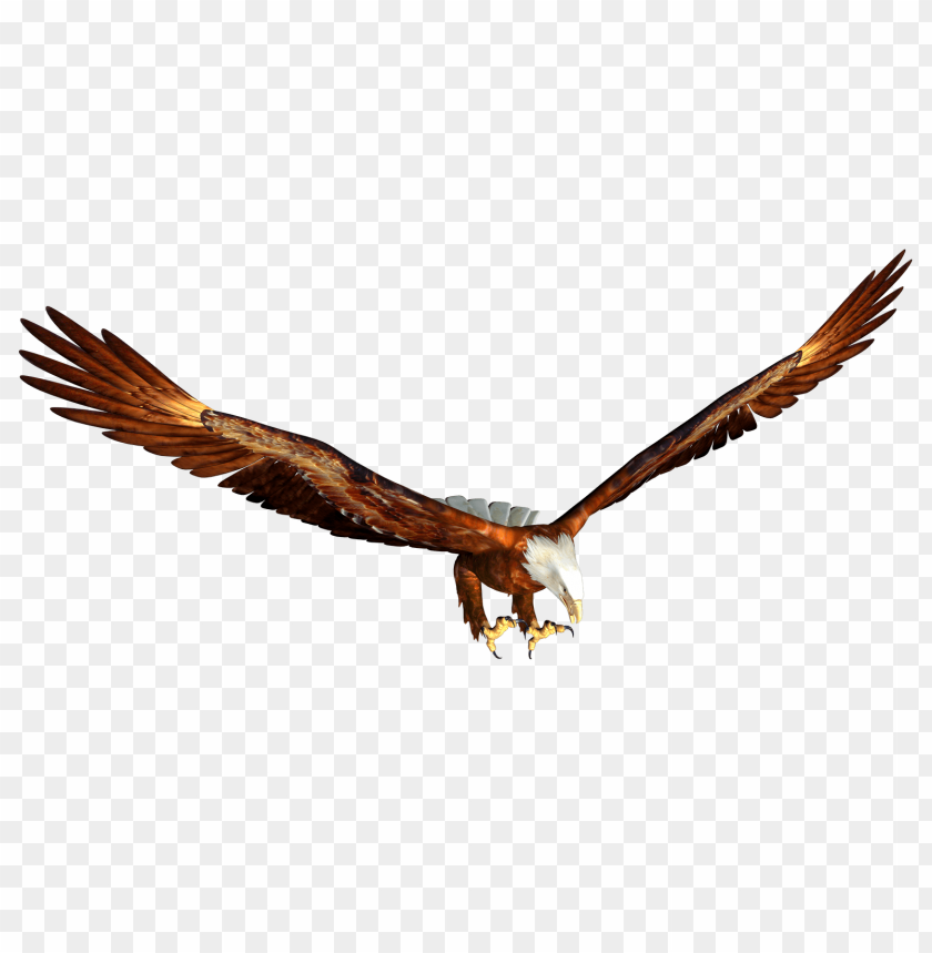 
bald eagle
, 
animal
, 
flying
, 
looking
, 
hunting
, 
watching
, 
elegant
