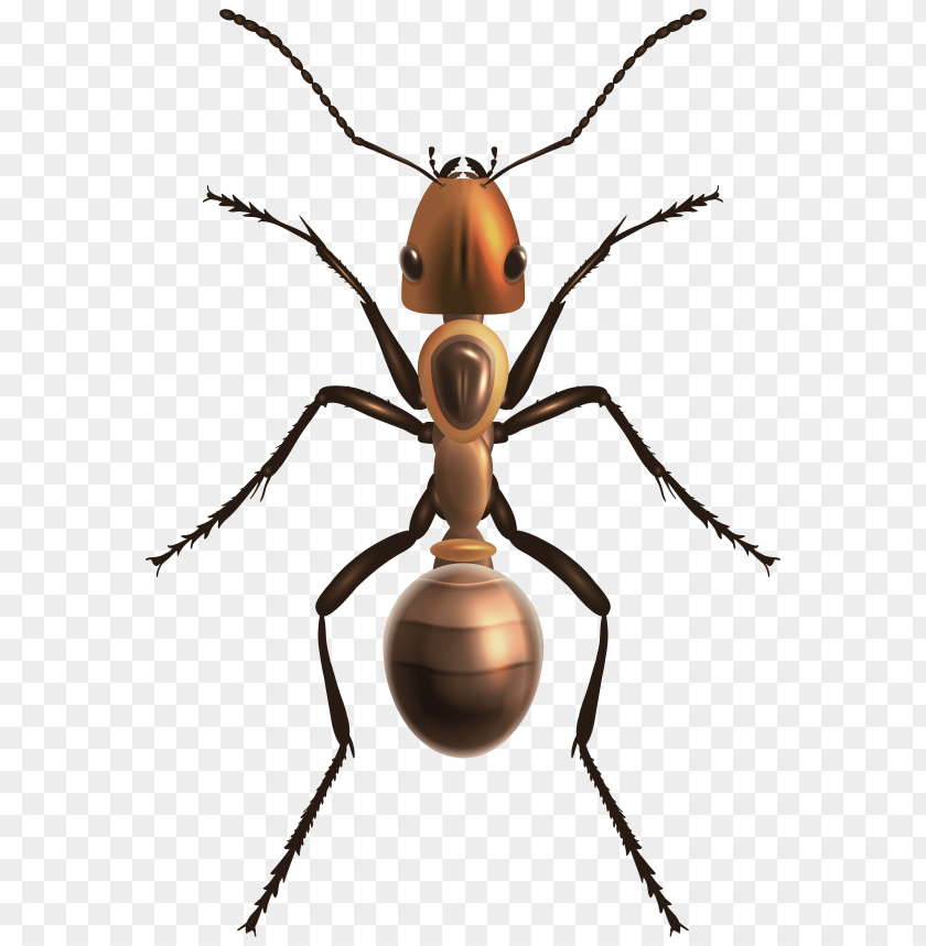 ant