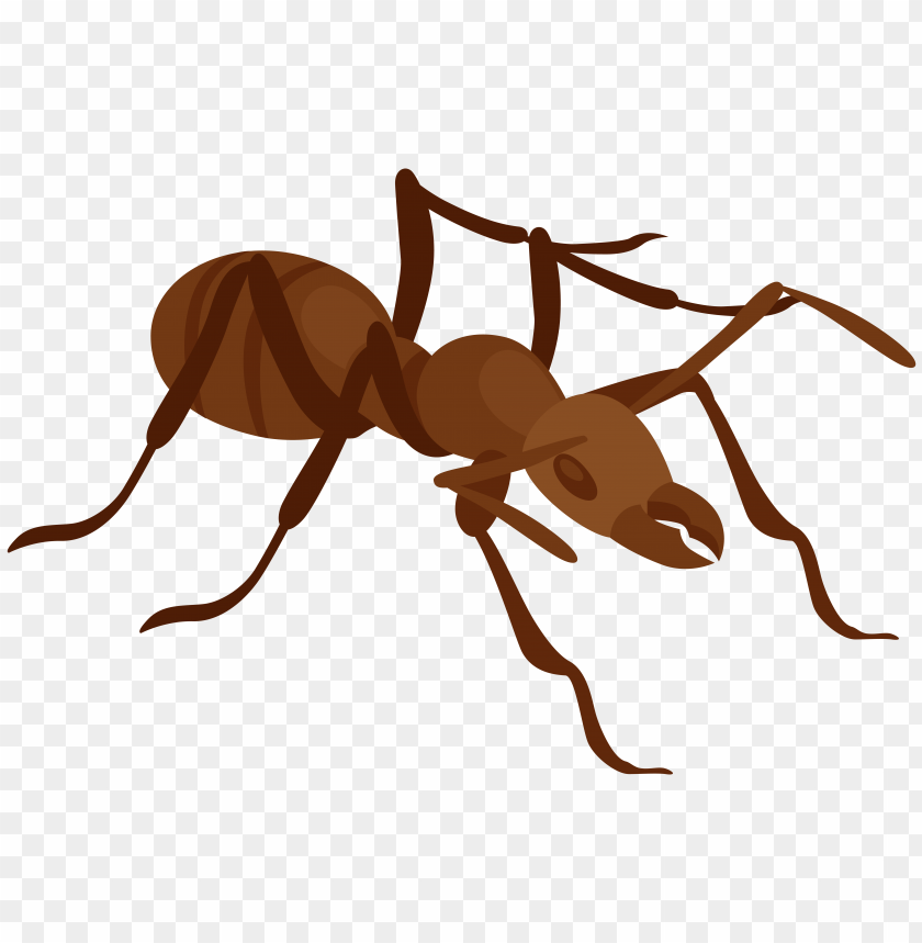 ant