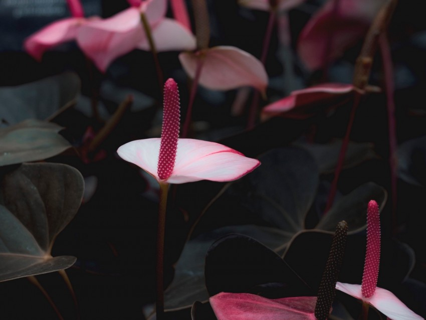 Anthurium Flowers Pink Bloom Plant Background