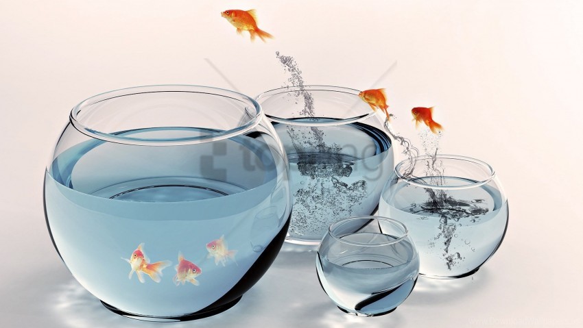 Aquarium Goldfish Jump Water Wallpaper PNG Transparent Background