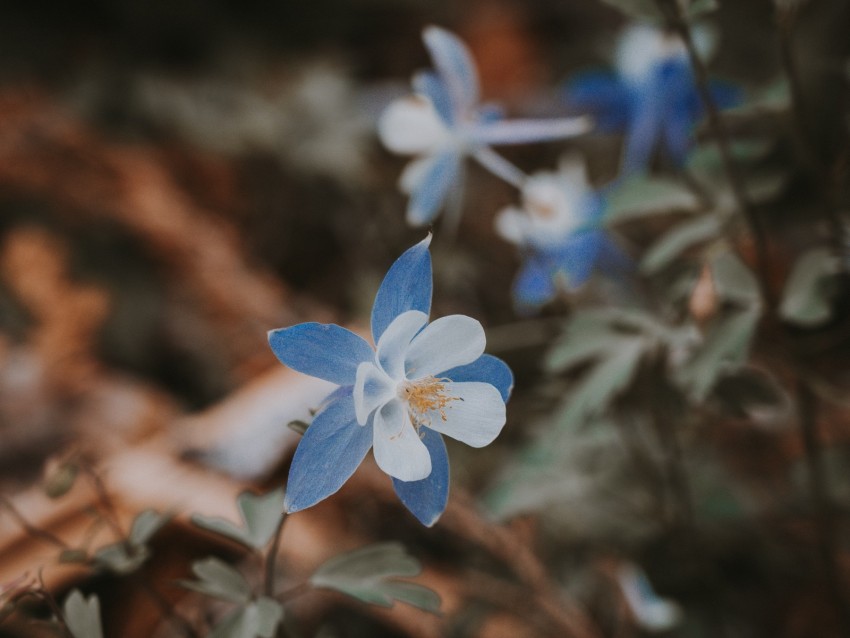 Aquilegia Flower Blue Macro Bloom Background