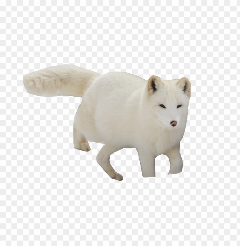 
snow
, 
fox
, 
arctic
, 
arctic fox
, 
arctic snow fox
, 
animal fox
, 
sweet
