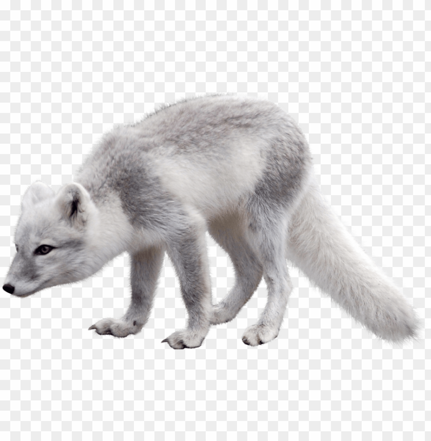 
snow
, 
fox
, 
arctic
, 
arctic fox
, 
arctic snow fox
, 
animal fox
, 
sweet
