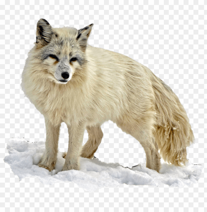 
snow
, 
fox
, 
arctic
, 
arctic fox
, 
arctic snow fox
, 
animal fox
, 
sweet
