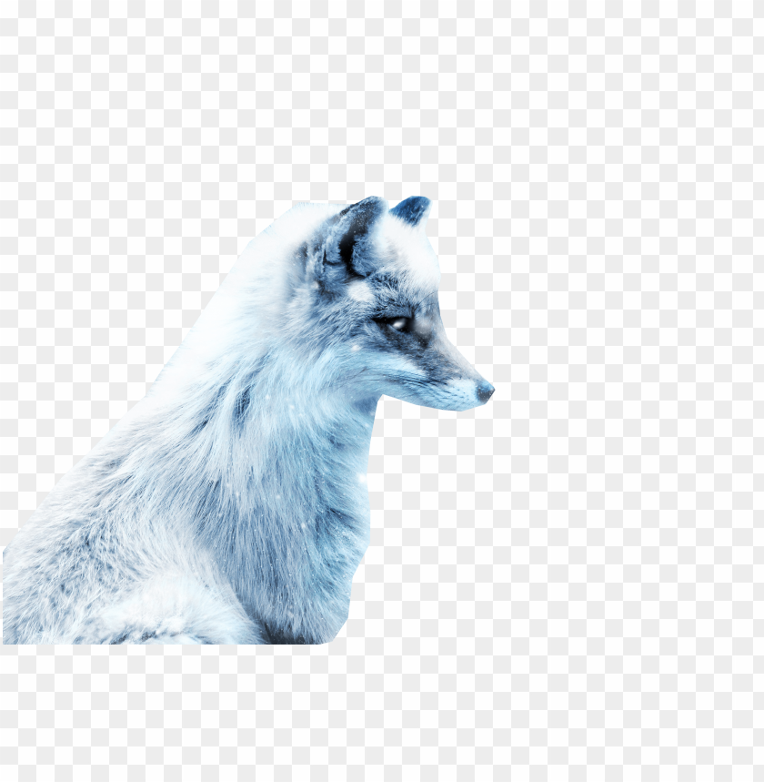 
snow
, 
fox
, 
arctic
, 
arctic fox
, 
arctic snow fox
, 
animal fox
, 
sweet
