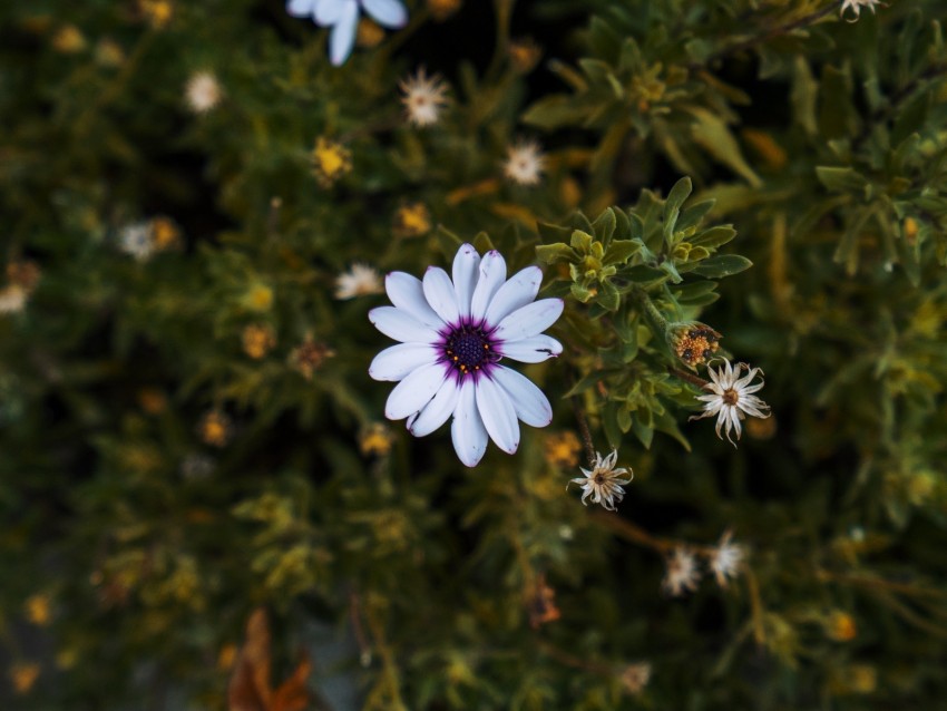 Arctotis African Daisy Flower Petals Flowerbed Background