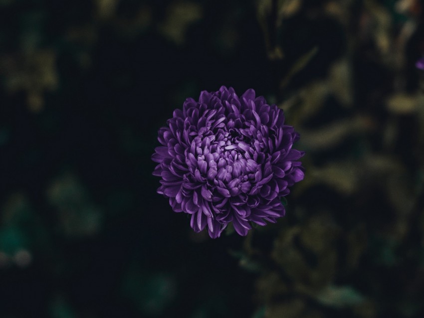 aster, flower, purple, bloom