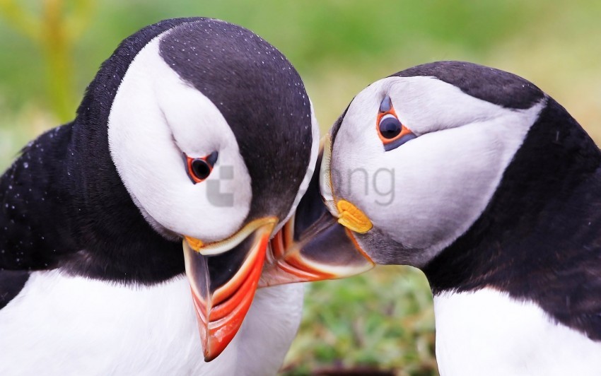 Atlantic Puffin Beak Bird Couple Puffin Wallpaper PNG Transparent Background