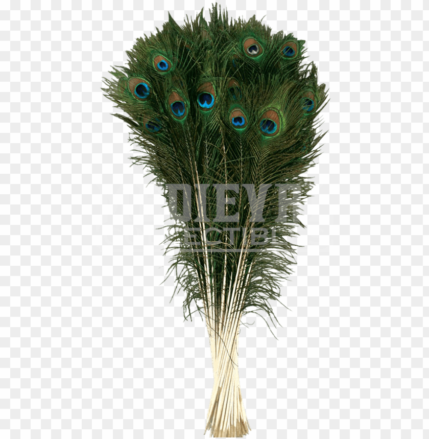 nature, symbol, cleaner, food, wing, set, feather duster