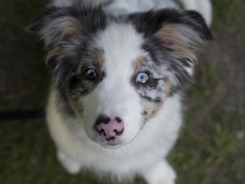 Australian Shepherd Dog Puppy Cute Spotted Background